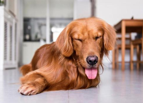 金毛犬和主人走失后，自己跑到宠物医院求助，金毛：我主人不见了