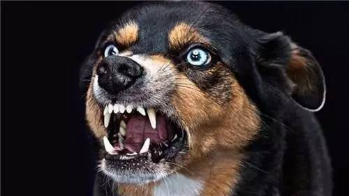狂犬病为何致死率高达100%现代医学这么发达,如何对抗狂犬病?
