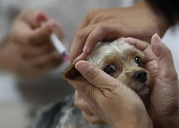 狂犬病为何致死率高达100%现代医学这么发达,如何对抗狂犬病?