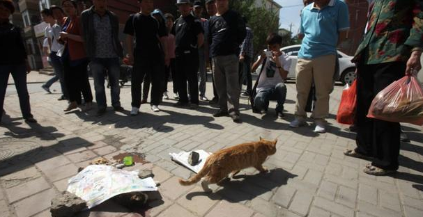 猫如此的灵活,为什么马路被压死的猫比狗多?