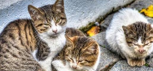 猫如此的灵活,为什么马路被压死的猫比狗多?