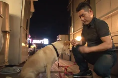 自家狗狗没有孩子，腹部却经常流出乳汁？