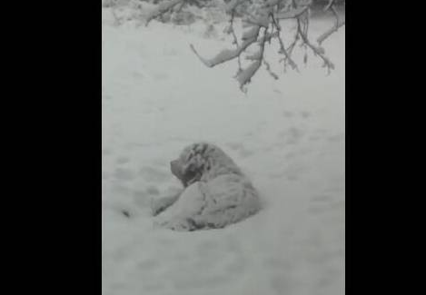 主人第二天找到走失的金毛,白白大雪让它冻成狗