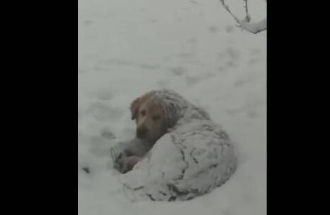 主人第二天找到走失的金毛,白白大雪让它冻成狗