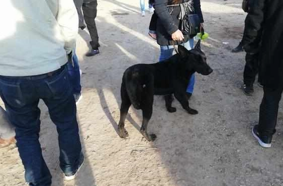 买主已经购买的黑狼犬却因自己力气小带不走，无奈让卖家帮忙！