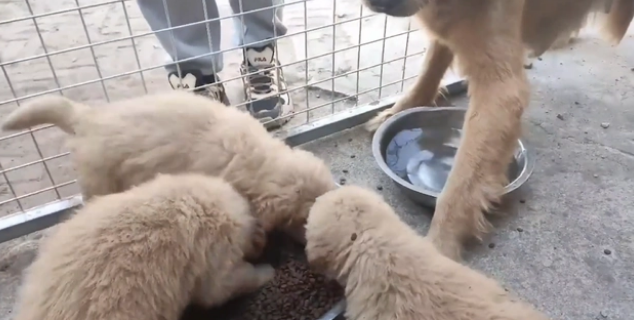 被养殖场淘汰的金毛犬，只能在笼子讨要食物