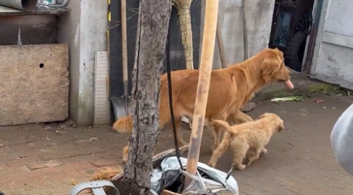 被养殖场淘汰的金毛犬，只能在笼子讨要食物