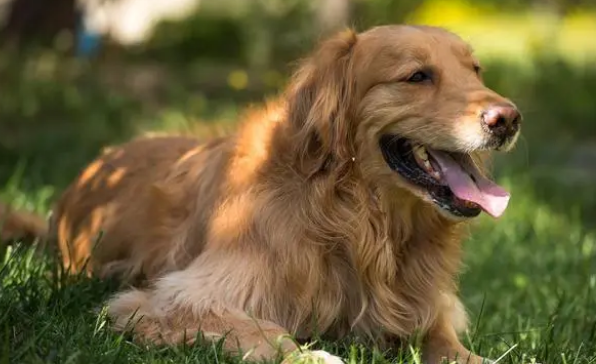 被养殖场淘汰的金毛犬，只能在笼子讨要食物