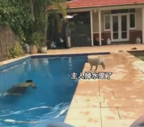 主人在游泳池深潜，狗狗跳水抢救，主人差点儿被砸晕！