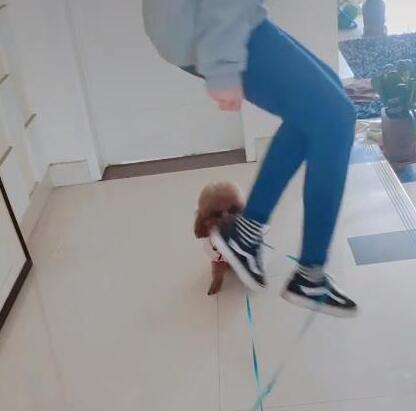 主人玩跳皮筋，泰迪被抓去陪玩，狗狗：当狗没技术饭都混不上！