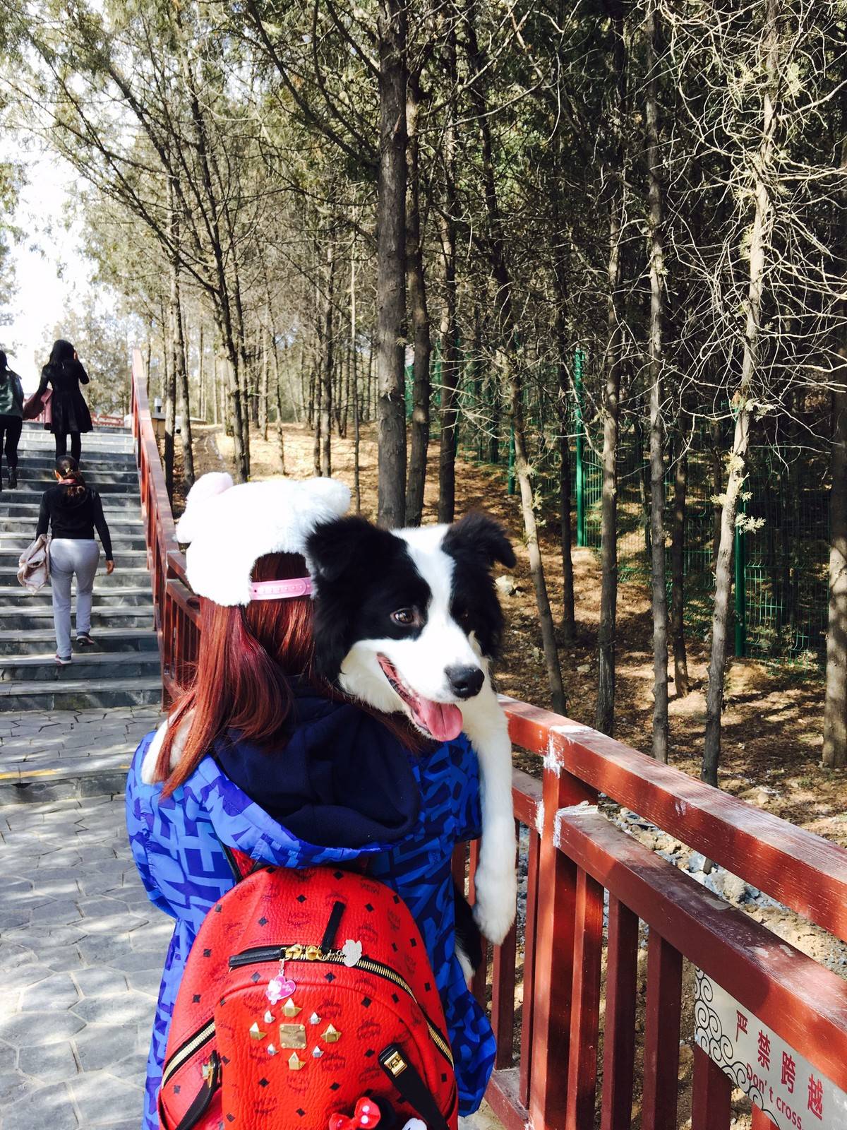 (幸福的边牧)母后说宝贝 天气好 我们去爬山吧⋯⋯我笑了 当然没问题⋯⋯因为我全程不用爬山的⋯⋯我有办法让母后抱着我爬看我爪子那么白⋯⋯你懂的