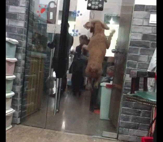 主人来宠物用品店接狗狗，激动得又蹦又跳：铲屎官的，我在这！