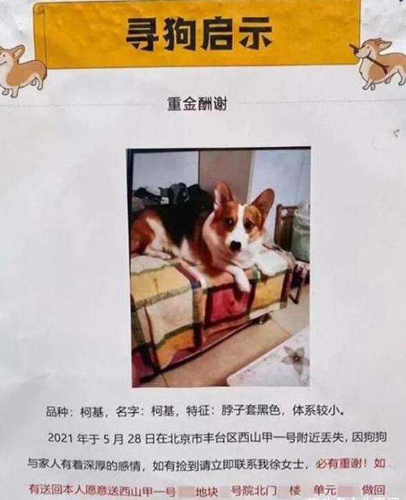 北京“寻狗赠房”事件余波未平:有人篡改信息
