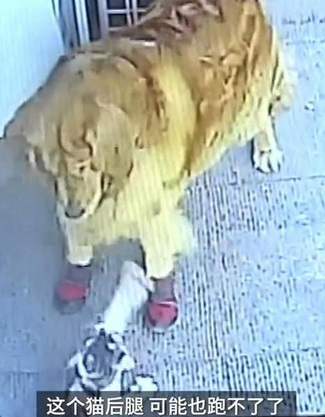 高空坠猫砸中路过老人，金毛犬拦截涉事猫竟成亮点