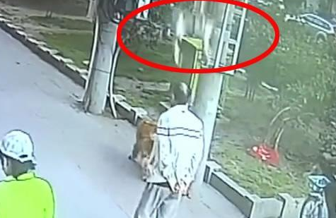 高空坠猫砸中路过老人，金毛犬拦截涉事猫竟成亮点