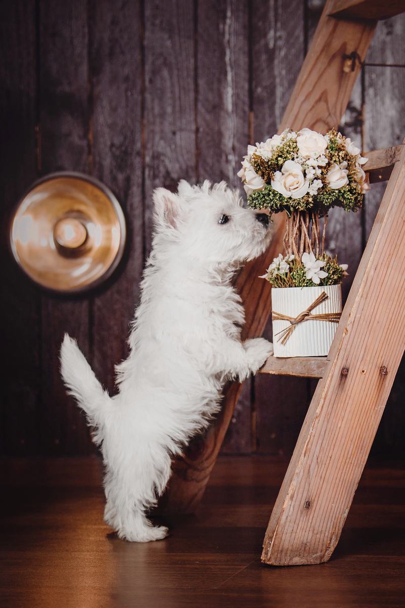 挪威伦德猎犬：优雅与智慧的完美结合