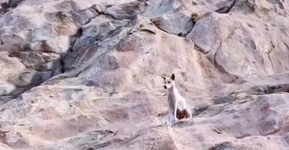 山中的流浪狗，靠登山者施舍艰难度日，费力讨好却没人愿意带走它