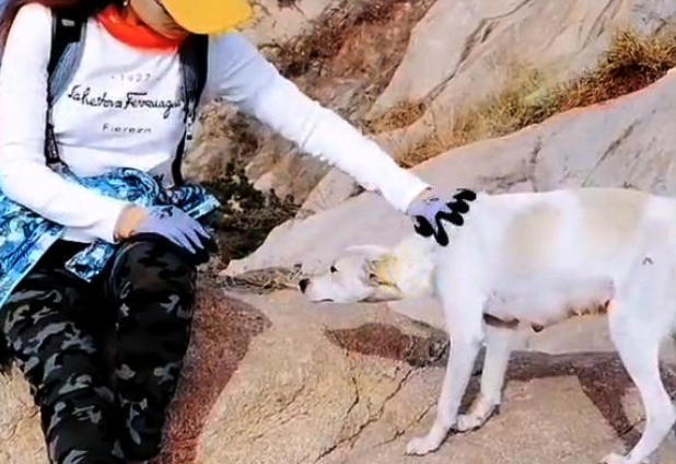 山中的流浪狗，靠登山者施舍艰难度日，费力讨好却没人愿意带走它