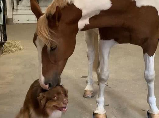 马与狗的跨种族友情:被马儿摸头亲亲,牧羊犬爽高兴到咧嘴傻笑