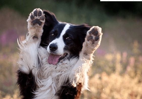 边牧犬全身被砍数十刀，伤口触目惊心，太残忍了！
