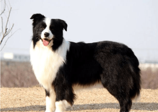 边牧犬全身被砍数十刀，伤口触目惊心，太残忍了！
