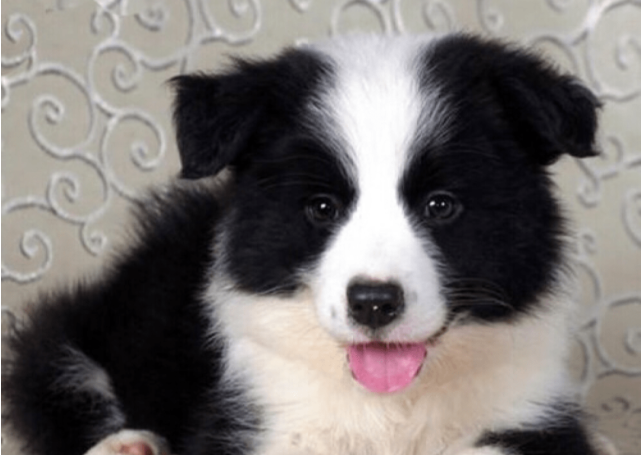 边牧犬全身被砍数十刀，伤口触目惊心，太残忍了！