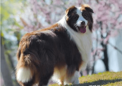边牧犬全身被砍数十刀，伤口触目惊心，太残忍了！