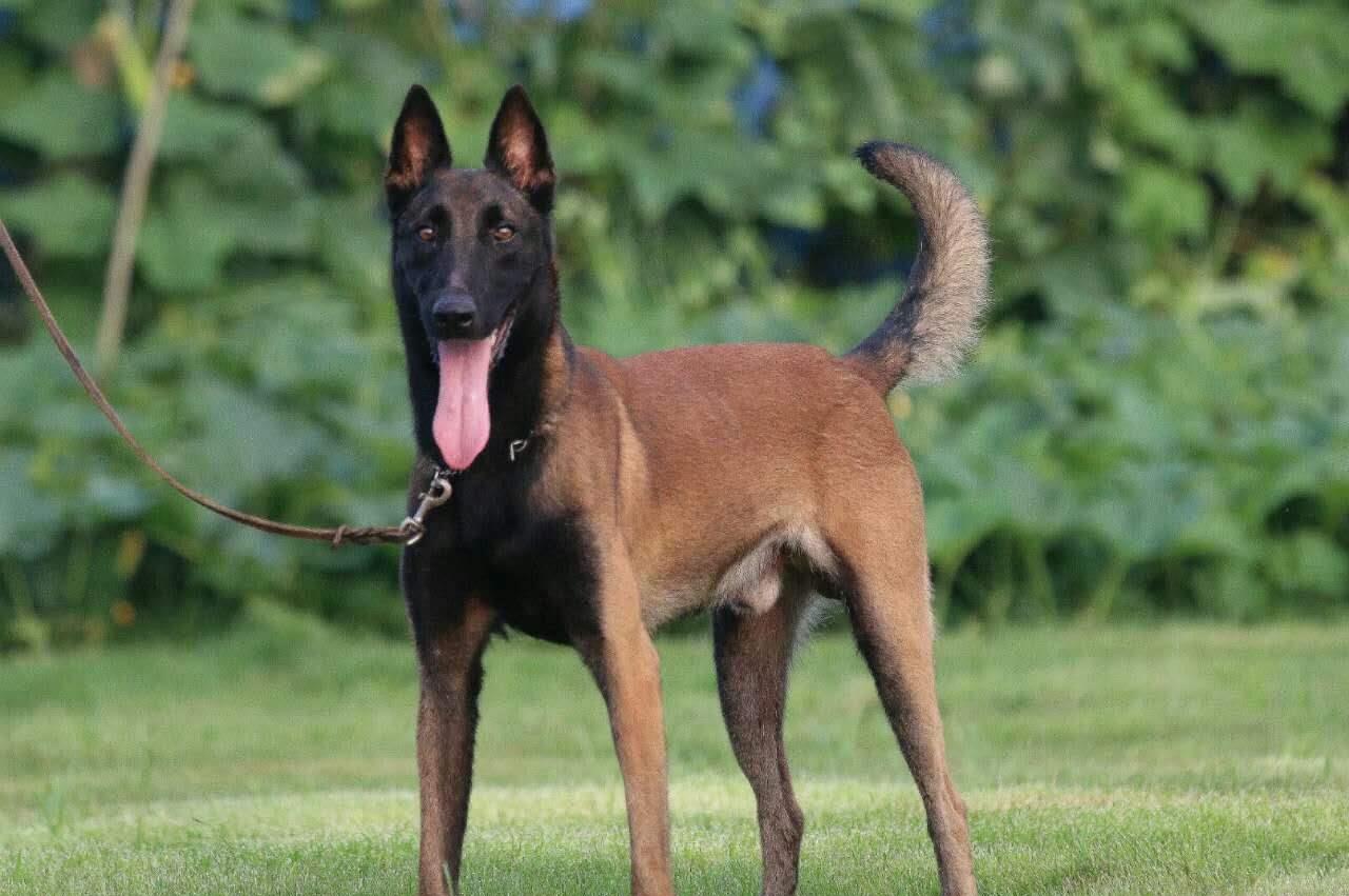 全世界公认5大“出色警犬”，中国犬种榜上有名