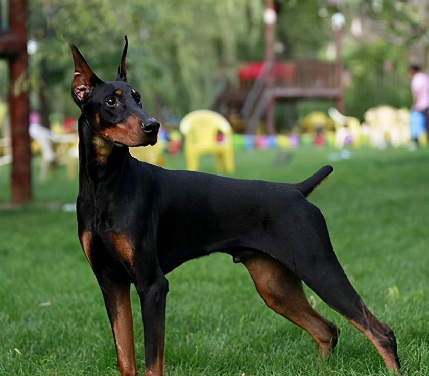 全世界公认5大“出色警犬”，中国犬种榜上有名