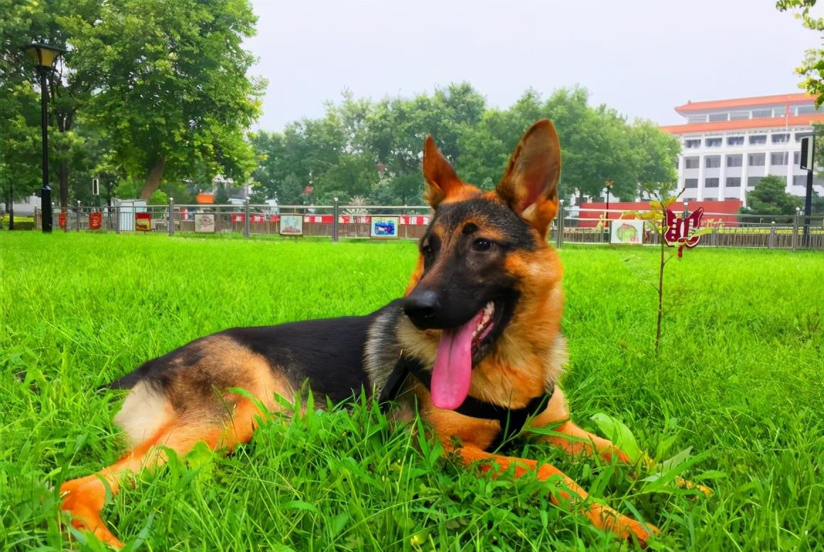 全世界公认5大“出色警犬”，中国犬种榜上有名