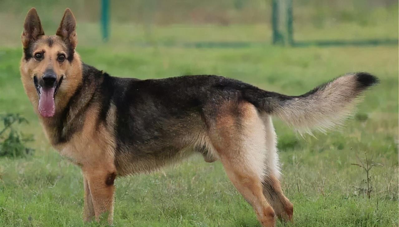 全世界公认5大“出色警犬”，中国犬种榜上有名