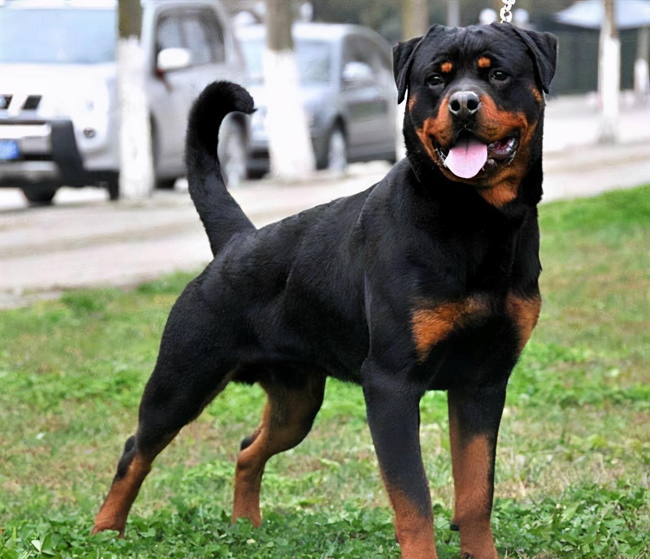 全世界公认5大“出色警犬”，中国犬种榜上有名