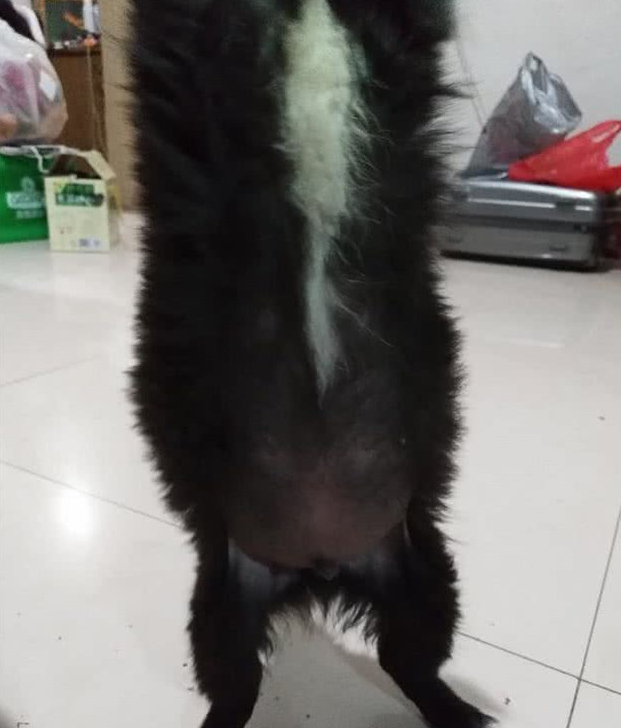 小奶狗第一次吃肉，肚子大到四脚朝天都翻不过身来了，太扎心了