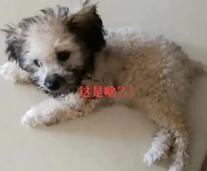 买只狗子老板说是灰贵，越长越好看，可结果