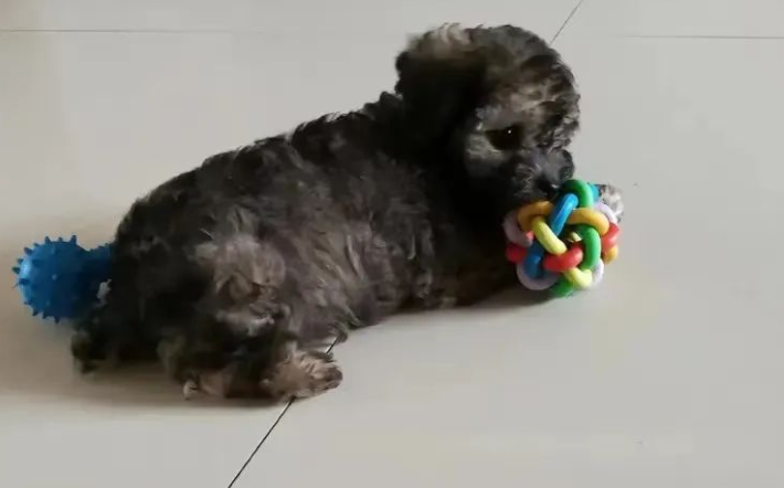 买只狗子老板说是灰贵，越长越好看，可结果
