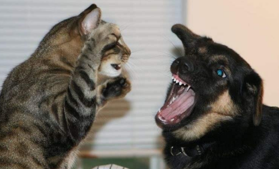 猫打不过狗，藏獒能够打赢狮子吗？答案可想而知