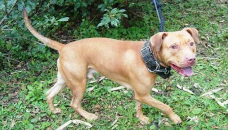 基隆比特犬安置收容所 动保员接触发现非常亲人