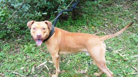 基隆比特犬安置收容所 动保员接触发现非常亲人