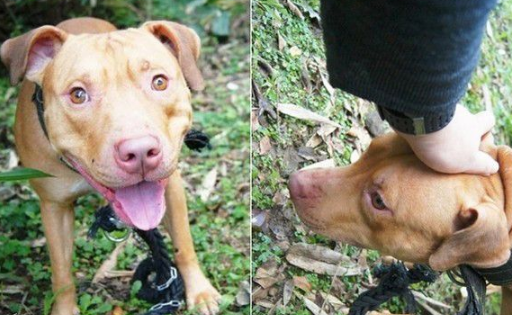 基隆比特犬安置收容所 动保员接触发现非常亲人