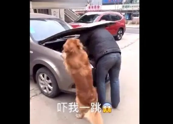 主人家修车，金毛狗狗使坏，結果主人家又气又难堪！