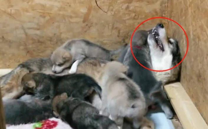 二哈怀了狼犬的宝宝，看着孩子有点不相信，跟它爸一样丑