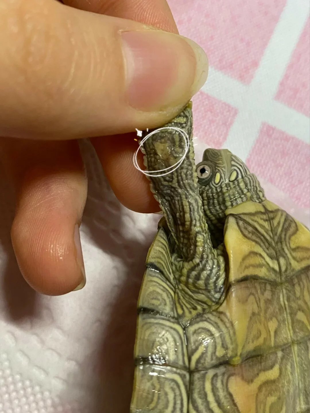 乌龟腐皮如何处理?聊一下简单且稳妥的处理方法