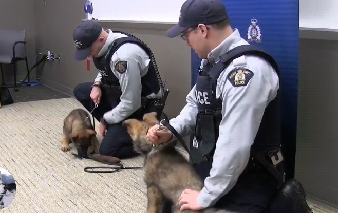 小警犬刚上课，就跟同学发生“矛盾”，训练师：是个好苗子