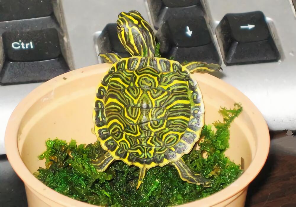 佛州甜甜圈龟身份信息