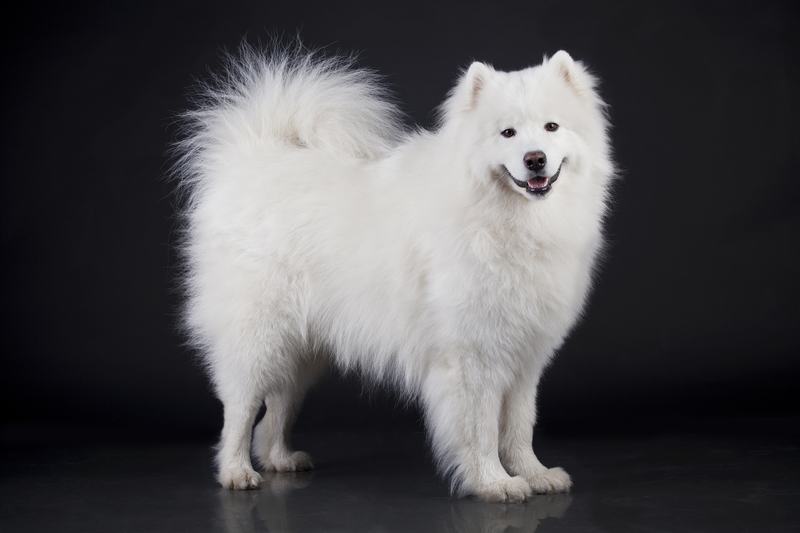 哈士奇品种介绍