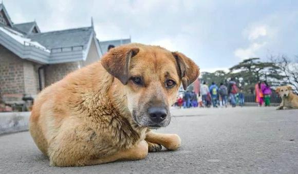 流浪狗闯入商场里，保安没暴力赶走反而收编了它，成为一只维护犬