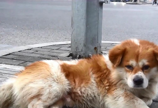 忠犬殡仪馆外守主人3天,听到旧事便流泪!网友们大赞:好有灵性