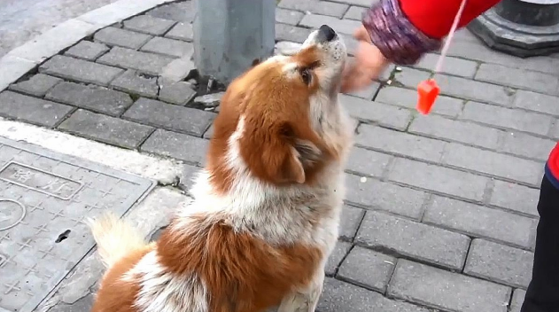 忠犬殡仪馆外守主人3天,听到旧事便流泪!网友们大赞:好有灵性