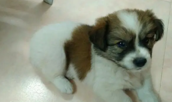 路边捡到了只流浪狗，原以为是只蝴蝶犬，结果长成了这样