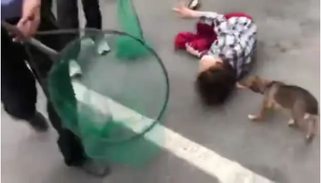 公安大规模执法抓狗，养狗大妈情绪崩溃倒地